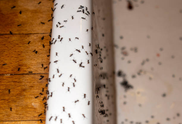 Best Wasp Removal Services  in Brownwood, TX