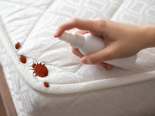Best Insect Control  in Brownwood, TX