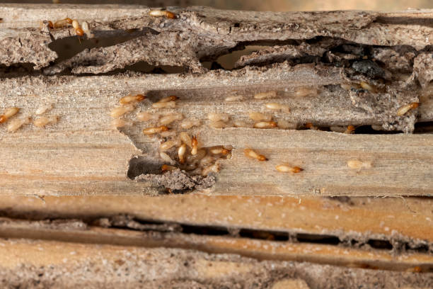 Best Termite Control Services  in Brownwood, TX
